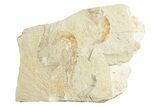 Three Cretaceous Fossil Shrimp - Lebanon #249876-1